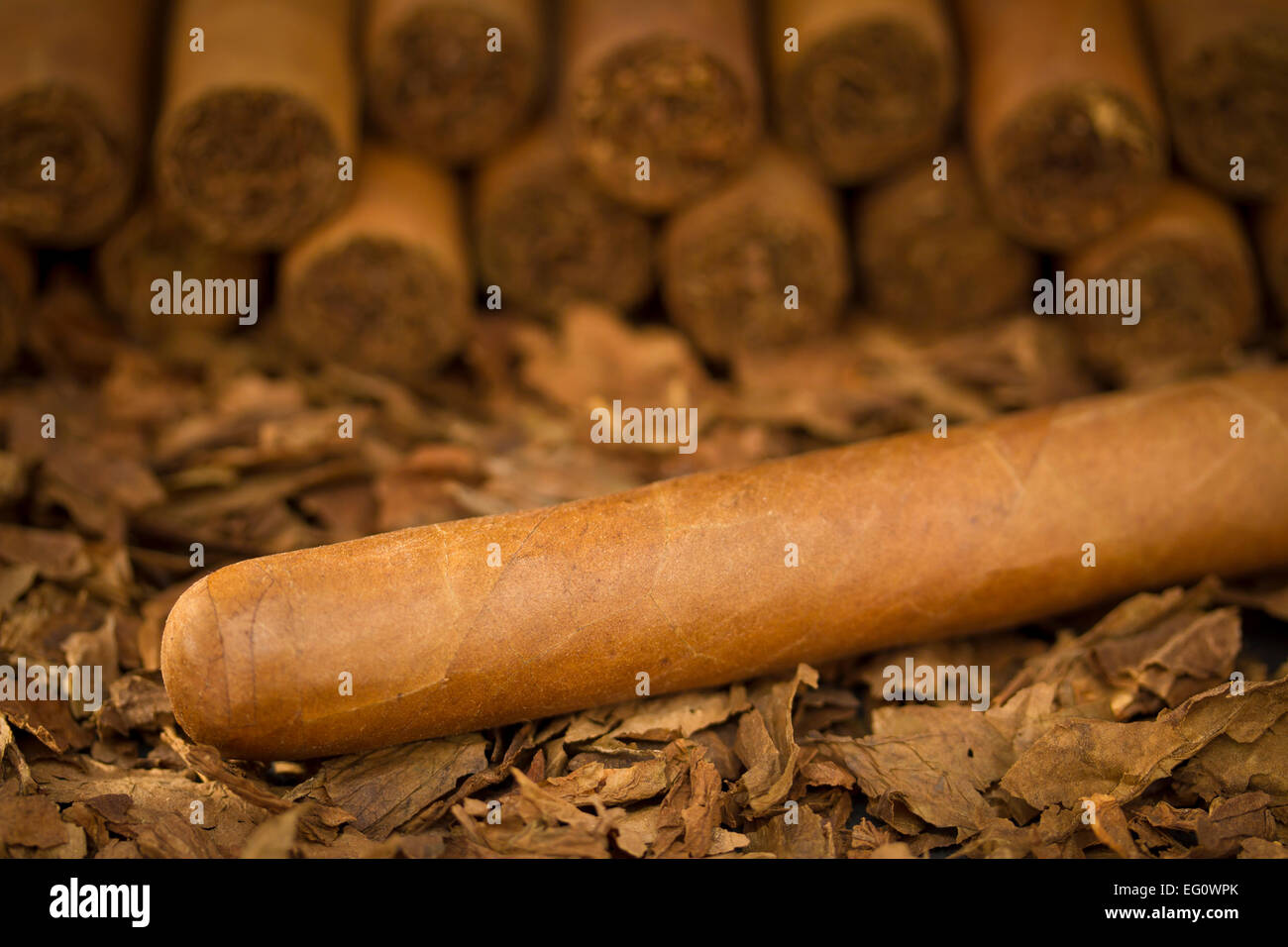 Eine Makroaufnahme Zigarren auf Tabak. Diese Zigarren sind Robusto Größe. Stockfoto