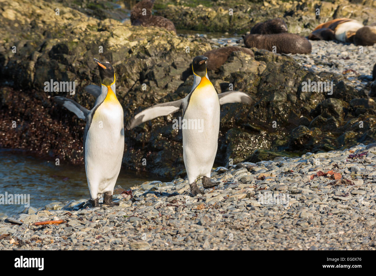 Königspinguine (Aptenodytes Patagonicus) auf Prion Island in der Bucht der Inseln, Süd-Georgien und Sandwich-Inseln Stockfoto