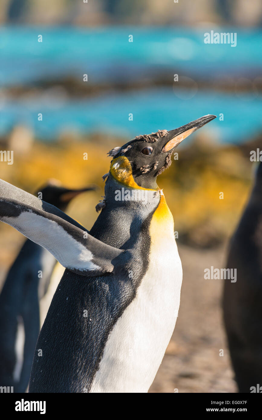 König Pinguin (Aptenodytes Patagonicus) während der Mauser, am späten Nachmittag auf Prion Island in der Bucht der Inseln, Süd-Georgien und Sandwich Stockfoto