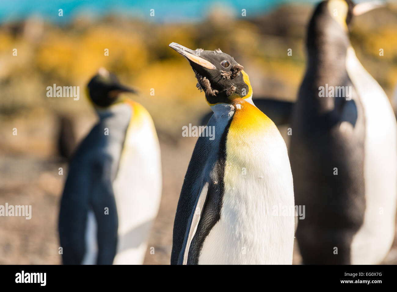 König Pinguin (Aptenodytes Patagonicus) während der Mauser, am späten Nachmittag auf Prion Island in der Bucht der Inseln, Süd-Georgien und Sandwich Stockfoto