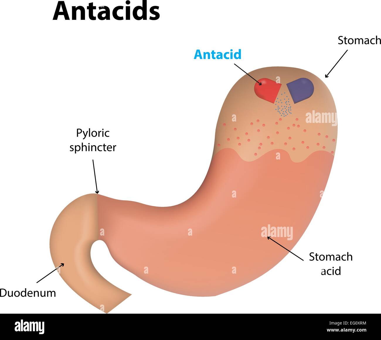 Antazida Fotos und Bildmaterial in hoher Auflösung Alamy