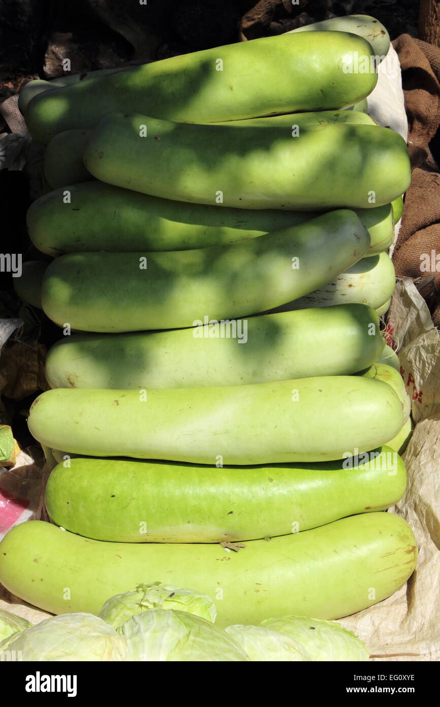 Kalebasse, lange Squash Flaschenkürbis Obst, Asien, Indien Stockfoto