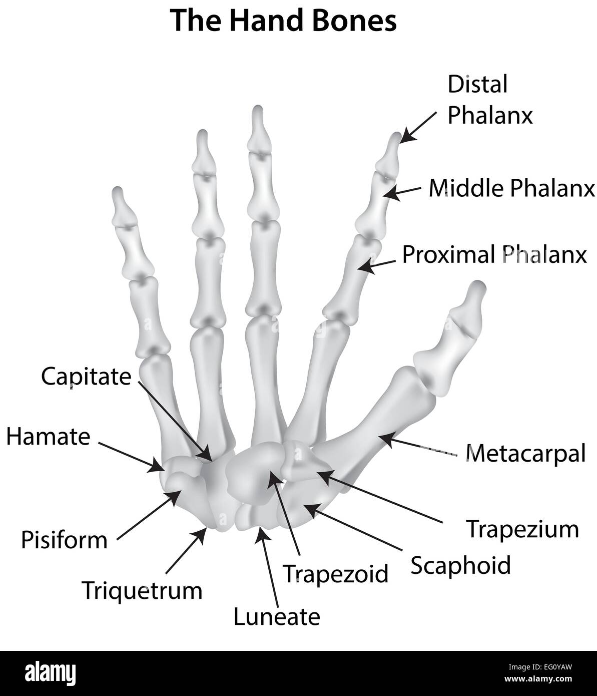 Hand-Bones Stock Vektor