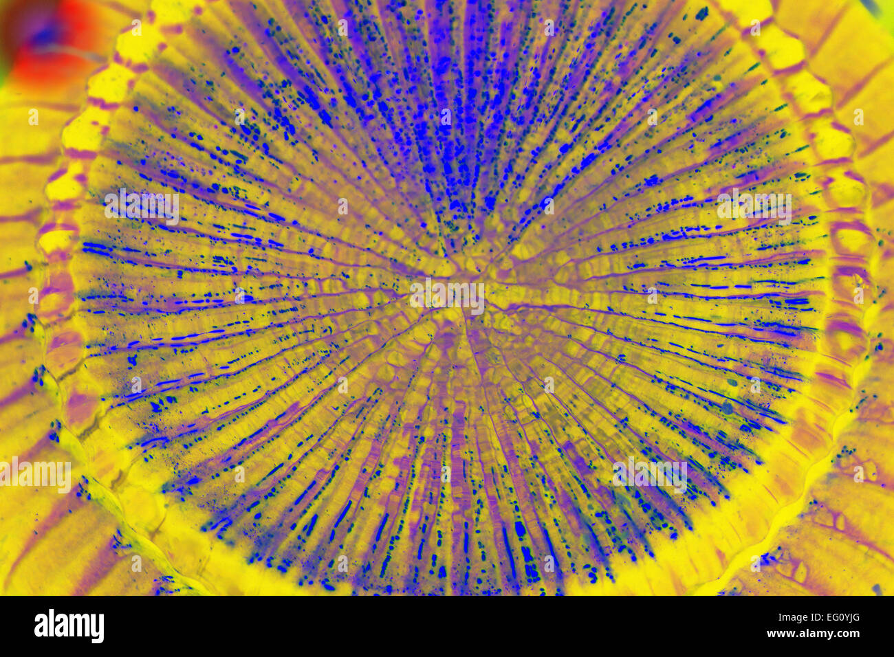 1 Kunst Kunstsammler; Kunstsammler; Modell des Künstlers, des Künstlers Modelle; Hintergrundbild; Hintergrundbilder; Gehirn Teaser; Denksportaufgaben; Stockfoto