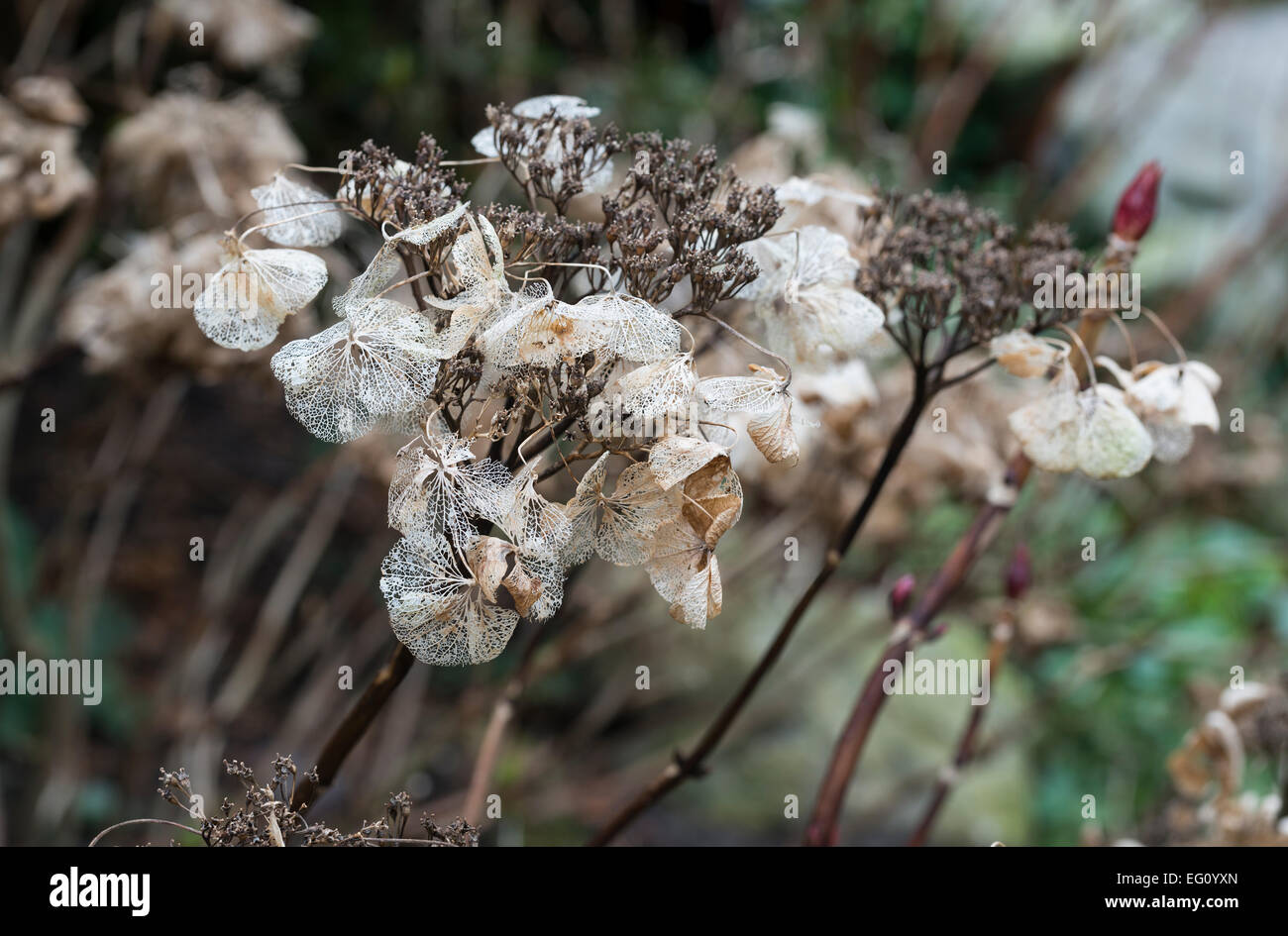 Tote Blumen im Winter von der Hortensie Stockfoto