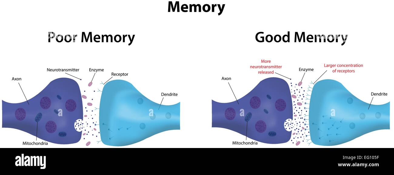 Speicher Stock Vektor