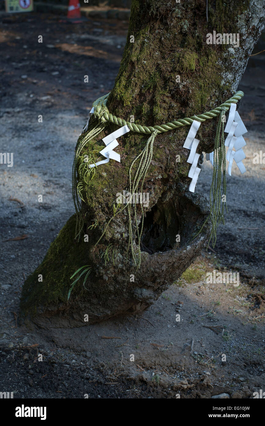 Shimenawa und Shime an einen Baum gebunden, auf dem Gelände des Tempels. Nikko, Japan. Heilige Orte sind in der Regel mit einem Shimenawa (spezielle geflochtenen Seil) und Shime (Streifen von weißem Papier) markiert. An den Eingängen der Heiligen Stätten zur Abwehr von bösen Geistern oder um platzierte Bäume/Objekte, Vorhandensein von Kami platziert. Gefertigt aus Reisstroh oder Hanf, nennt man das Seil Nawa 縄. Die Stücke des Weißbuchs, die in Streifen schneiden und diese Seile (oft an Torii Toren sowie aus Seilen aufgehängt) aufgehängt werden Shime 注連 oder Gohei genannt; Sie symbolisieren Reinheit im Shintō glauben. Stockfoto