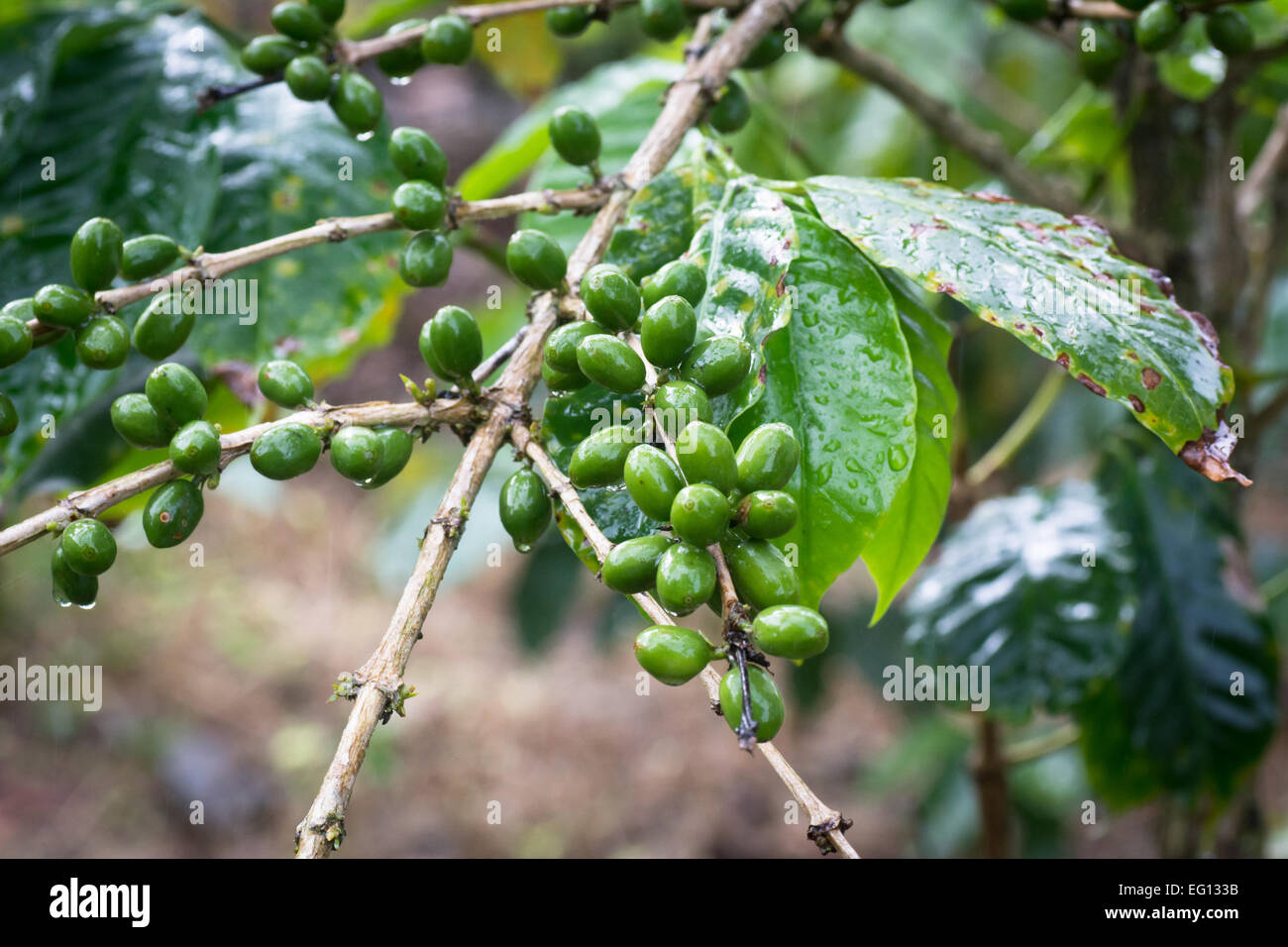 Grüner Kaffee Obst und Bohnen wachsen auf eine Kaffeepflanze nass im Regen Stockfoto