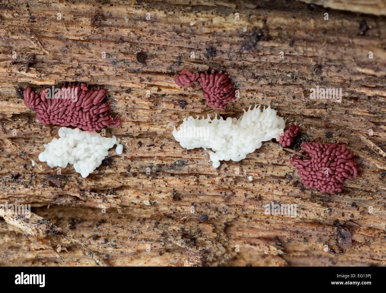 Arcyria Stipata Schleimpilzen Stockfotografie Alamy