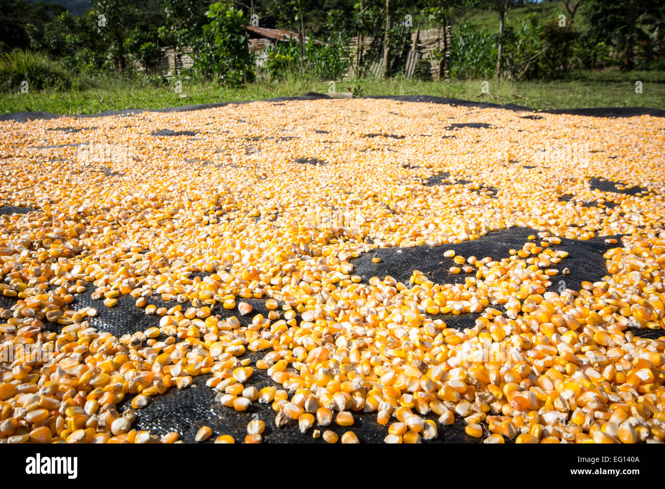 Der Maiskörner ausgebreitet auf plane zum Trocknen auf einem Bauernhof hautnah Stockfoto