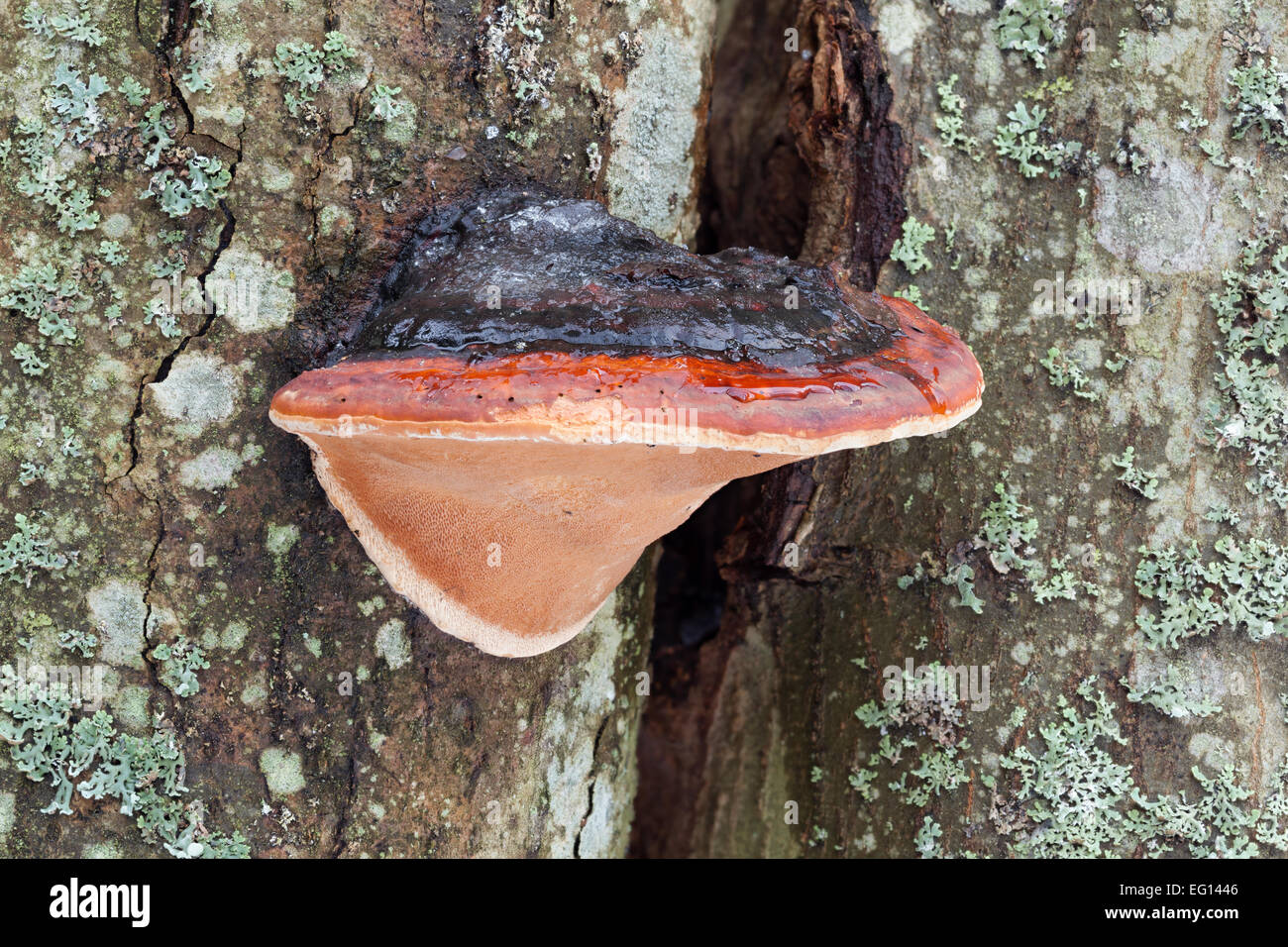 Rot-Gürtel Conk Pilz Stockfoto