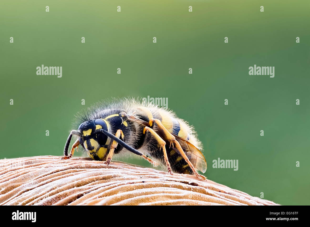 Bild des gemeinsamen Wespe Vespula Vulgaris Makro Gesicht Kopf uk aller Insekt steht im Mittelpunkt Stockfoto