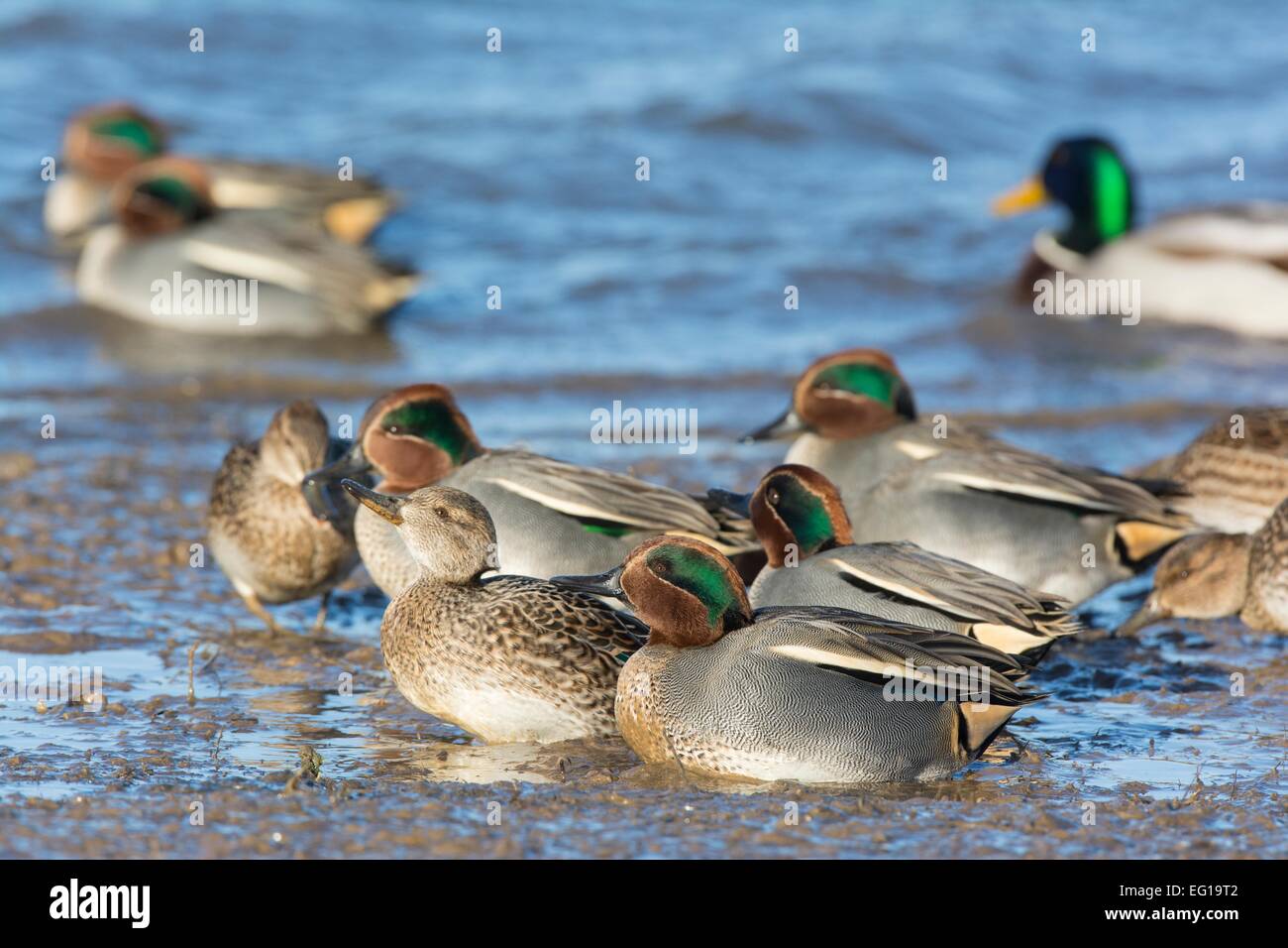 Petrol / Anas Vogelarten Gruppe in schlammige Flussmündung Stockfoto