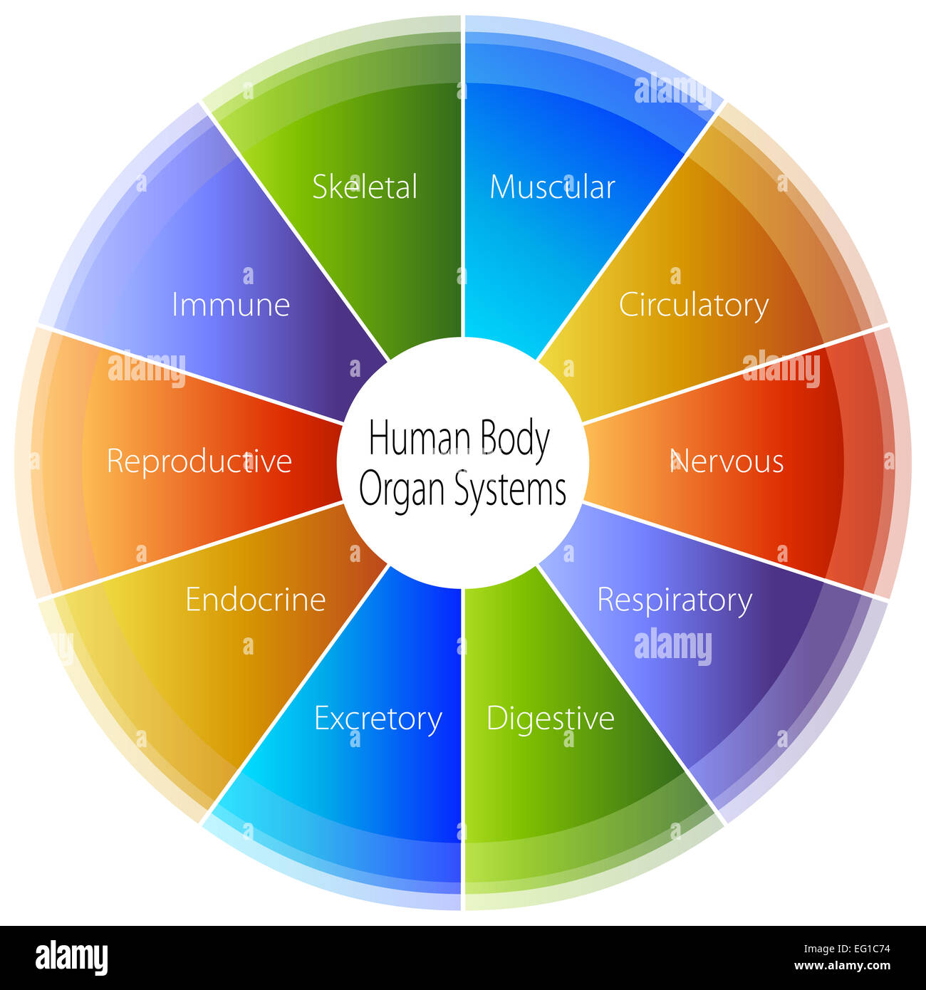 Ein Bild von einem menschlichen Körper Organ Systeme Diagramm. Stockfoto