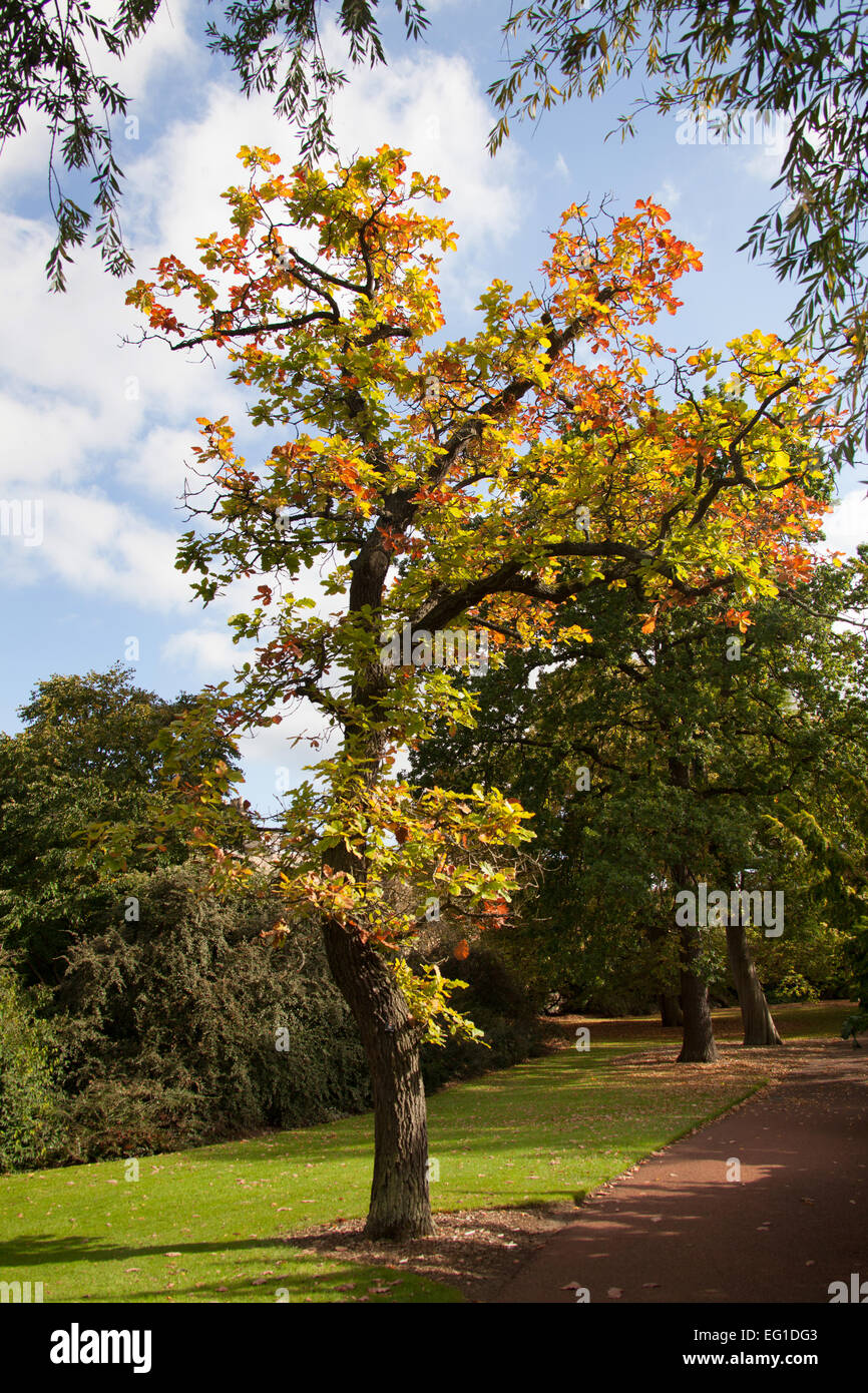Herbstliche Ansicht eines Quercus dentate Baumes in einem UK-Garten. Stockfoto