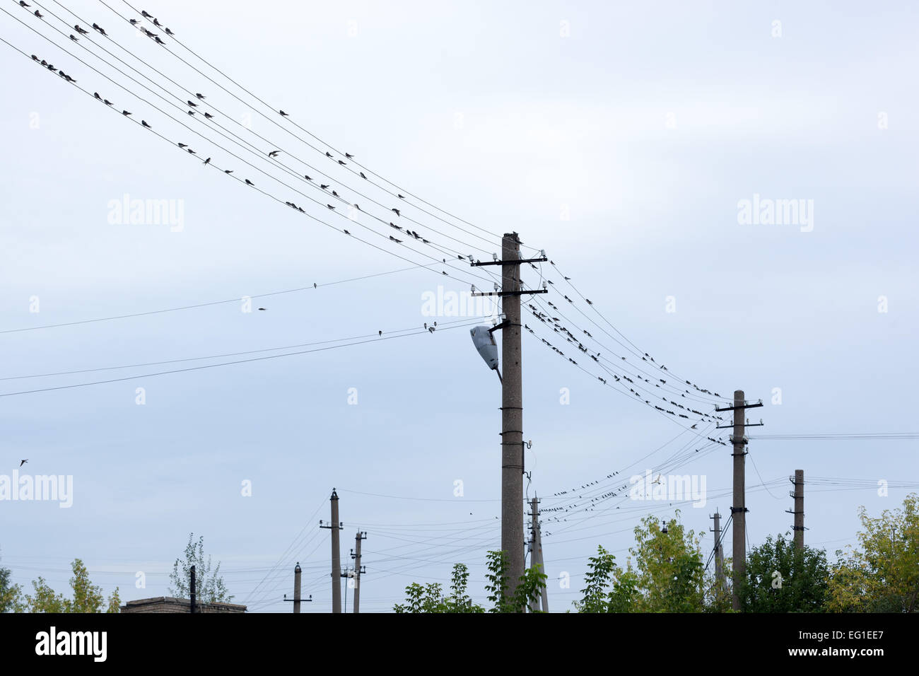 Russland, Rjasan (Ryazanskaya Oblast), Bezirk Pronsky, Denisovo. Rauchschwalbe (Hirundo Rustica) Stockfoto