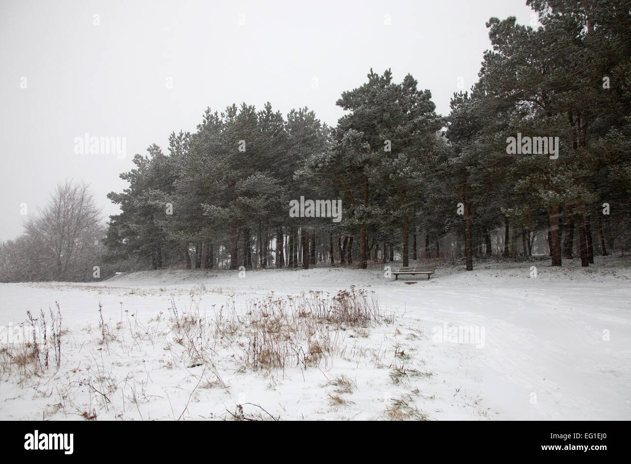 Schweres Schneetreiben fallen auf Torheit Hill, Faringdon, Oxfordshire Stockfoto