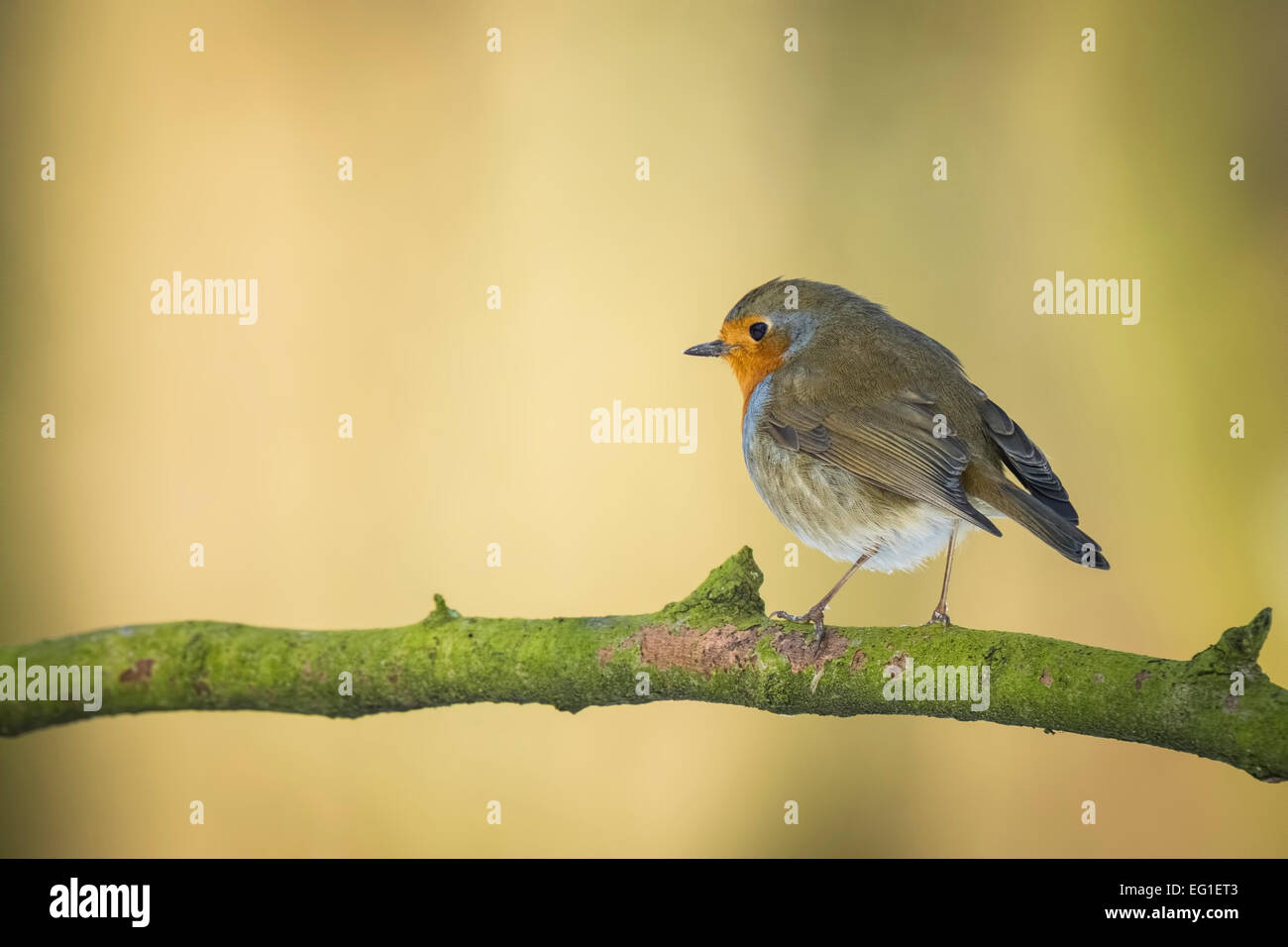 Rotkehlchen thront auf einem Ast Stockfoto