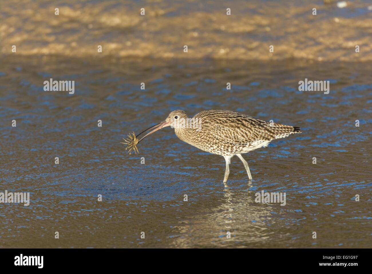 Brachvogel Numenius Arquata fangen und fressen Shore Crab Pirimela Verbreitungsgebiet Stockfoto