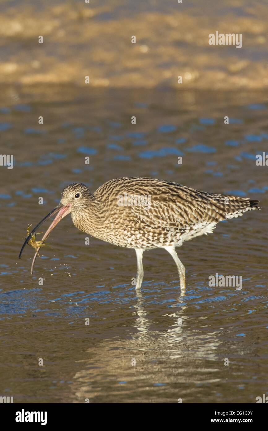 Brachvogel Numenius Arquata fangen und fressen Shore Crab Pirimela Verbreitungsgebiet Stockfoto