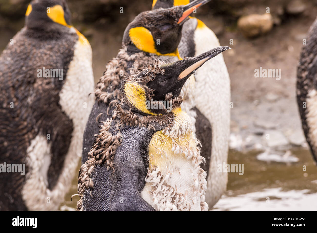 Während der Mauser König Penguins (Aptenodytes Patagonicus) auf Salisbury Plain, Bucht der Inseln an der Küste Südgeorgien Stockfoto