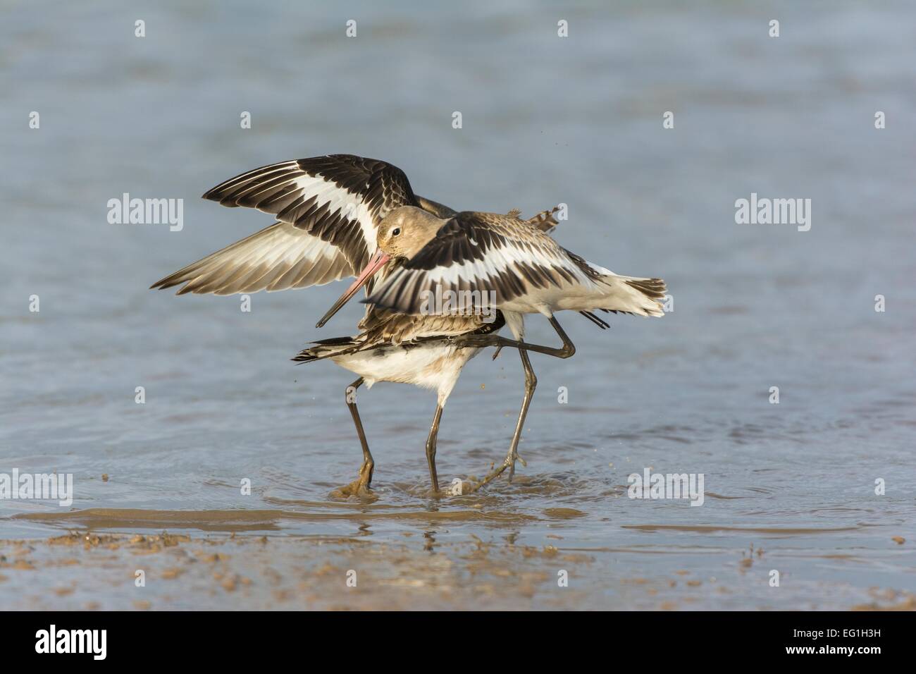 Bar-tailed Godwits Limosa lapponica Stockfoto