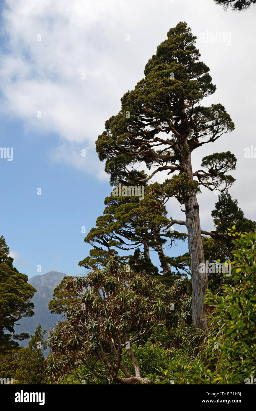 New Zealand Zeder dominiert einen Patch der alpine Urwald im Westland. Libocedrus Bidwillii sind verschiedentlich genannt Pāhautea, K Stockfoto