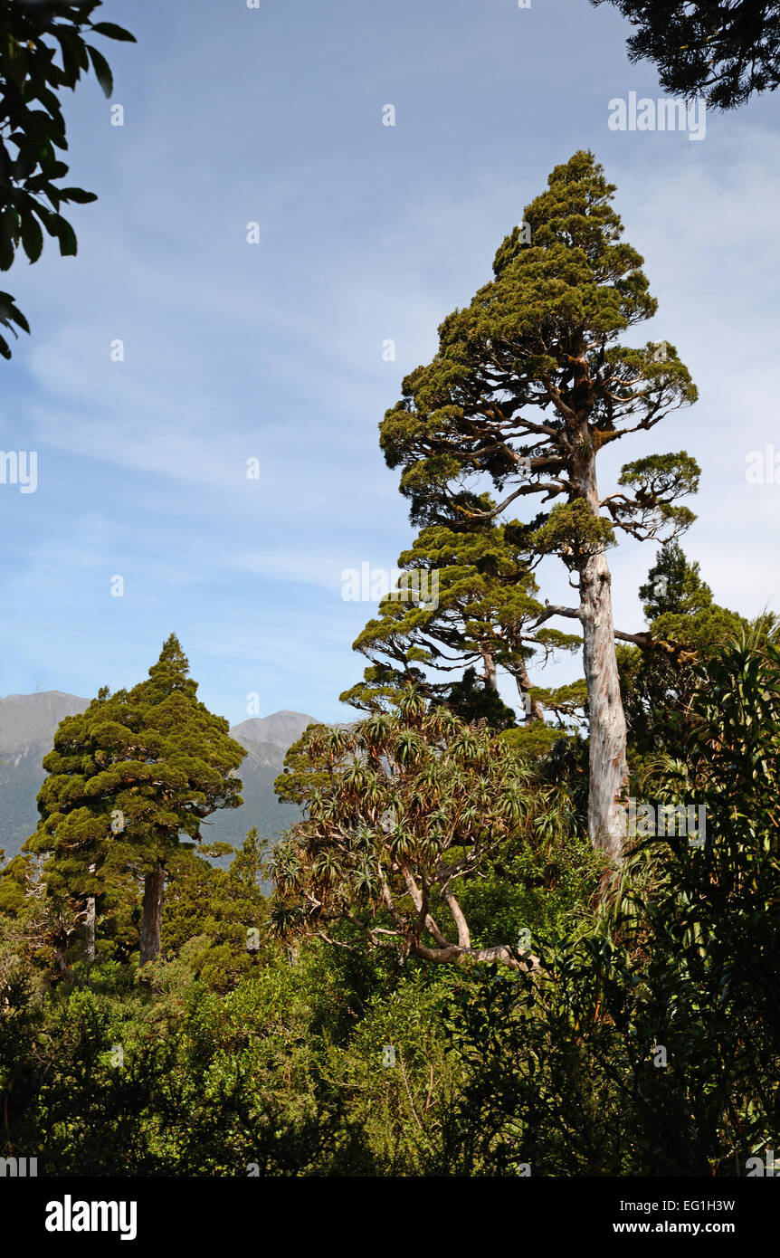 New Zealand Zeder dominiert einen Patch der subalpinen Urwald in Westland, Neuseeland Stockfoto