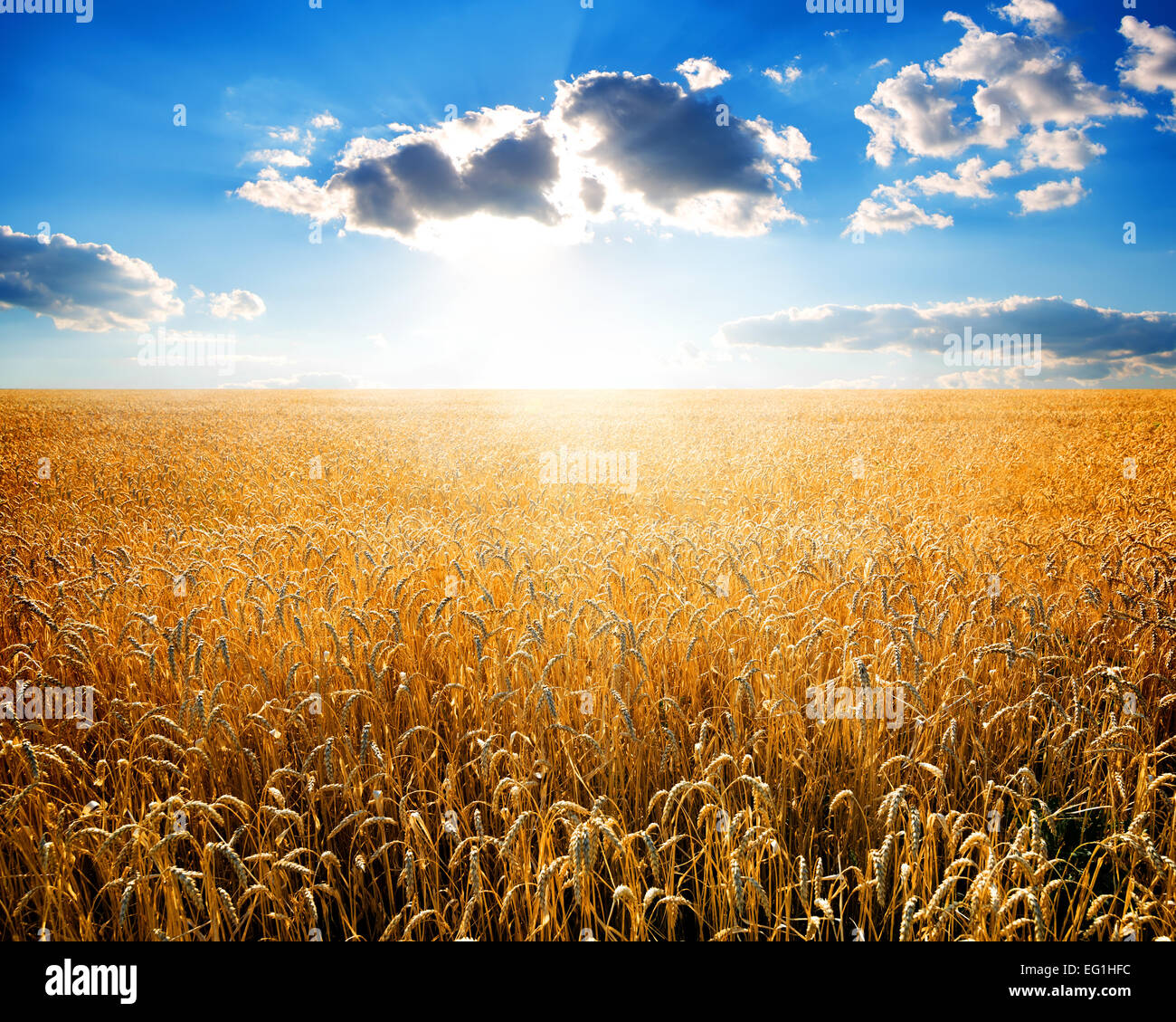 Reife Weizenfeld am sonnigen Tag Stockfoto