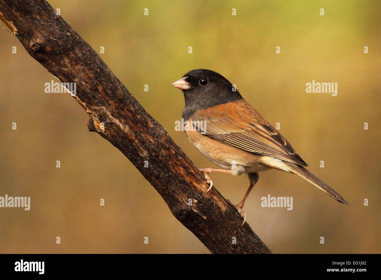 Ein dunkel-gemustertes Junco auf einer diagonalen Barsch. Stockfoto