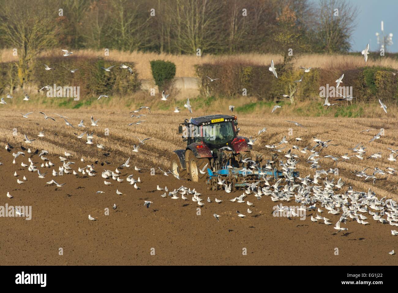 Valtra T 163 Traktor Pflügen in Weizen Stoppeln, Norfolk, Januar Stockfoto