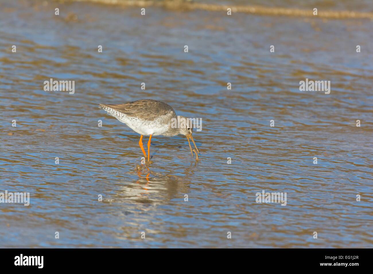 Gemeinsamen Rotschenkel Tringa Totanus Fütterung in schlammige Flussmündung Stockfoto