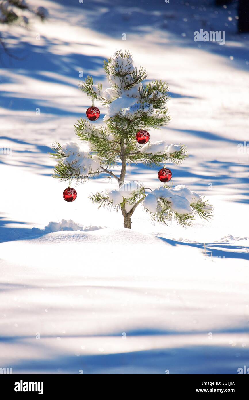 Eine wilde Tanne abgedeckt im Neuschnee mit Weihnachtsschmuck und Dekorationen.  Nationalpark in Utah im Winter. Stockfoto