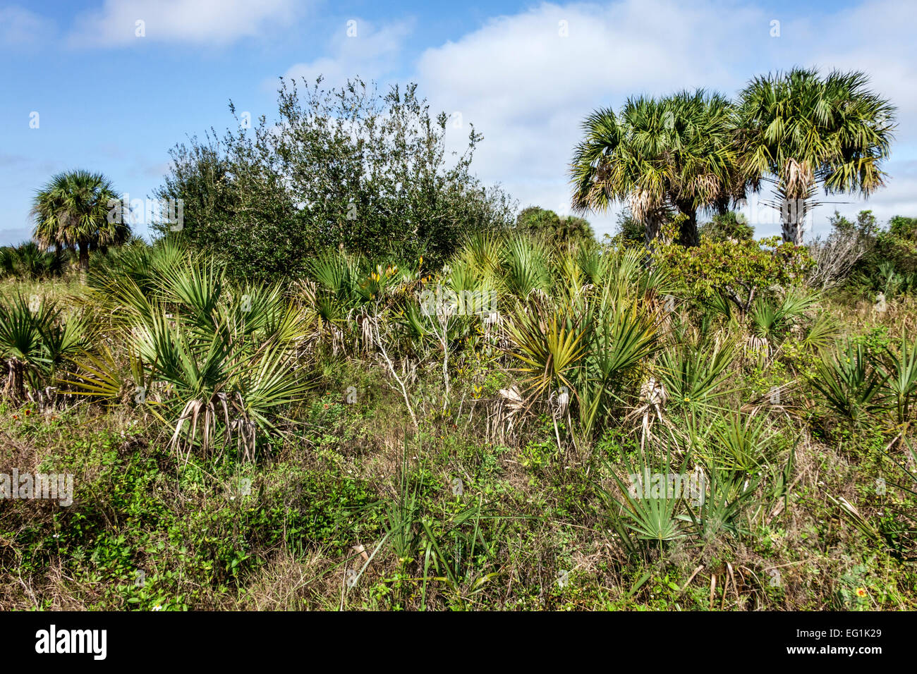 Sebastian Florida, North Hutchinson Orchid Island, Pelican Island National Wildlife Refuge, Natur, Natur, Landschaft, Vegetation, Centennial Trail, Besucher Stockfoto