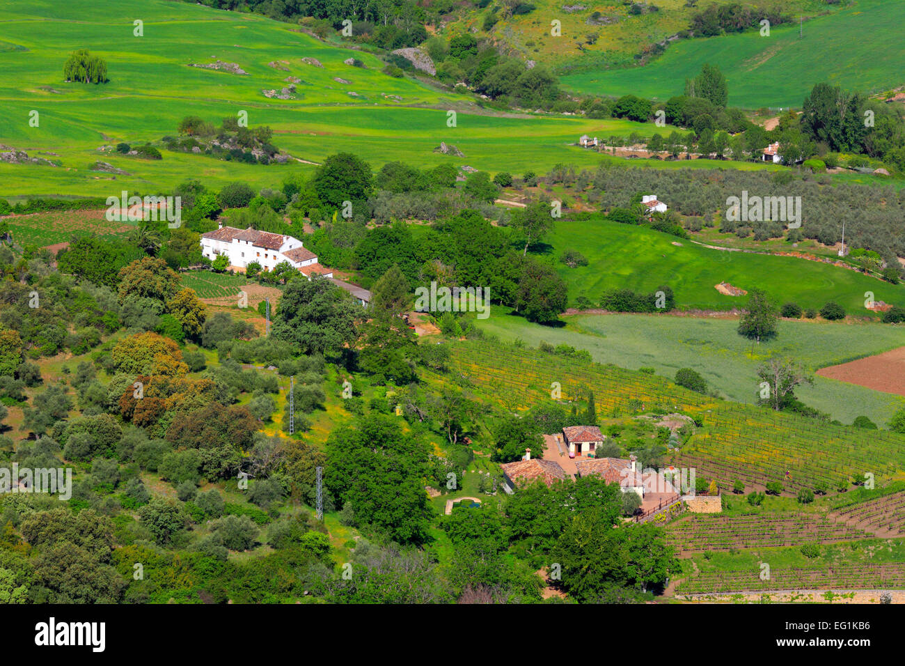 Landschaft, Ronda, Andalusien, Spanien Stockfoto