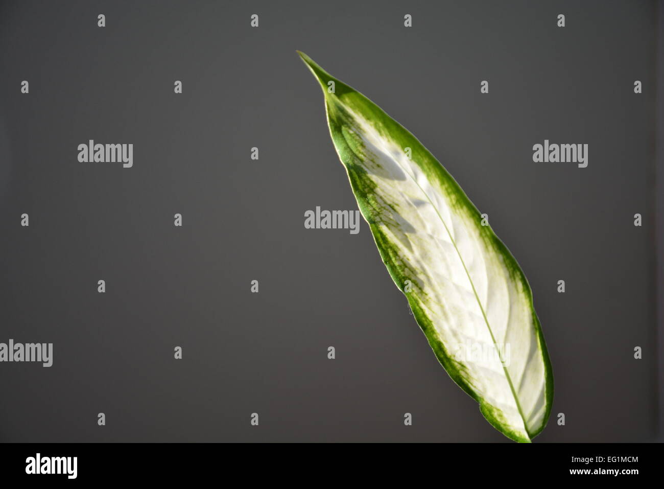 Sonnenlicht durch grünes Blatt Stockfoto