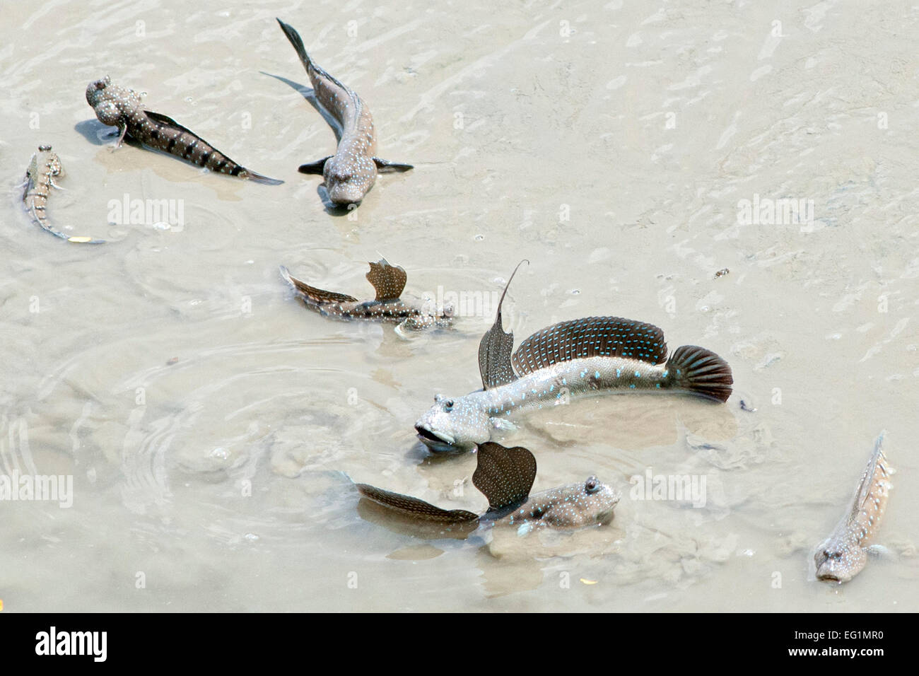 Riesiges Mudskipper in den flachen Küstengewässern von Melaka, Malaysia. Stockfoto