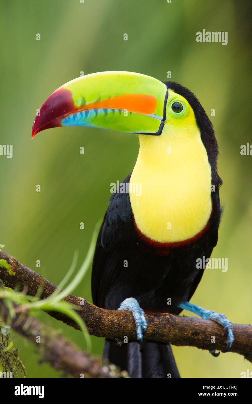 Kiel-billed Toucan (Ramphastos Sulfuratus), Costa Rica Stockfoto