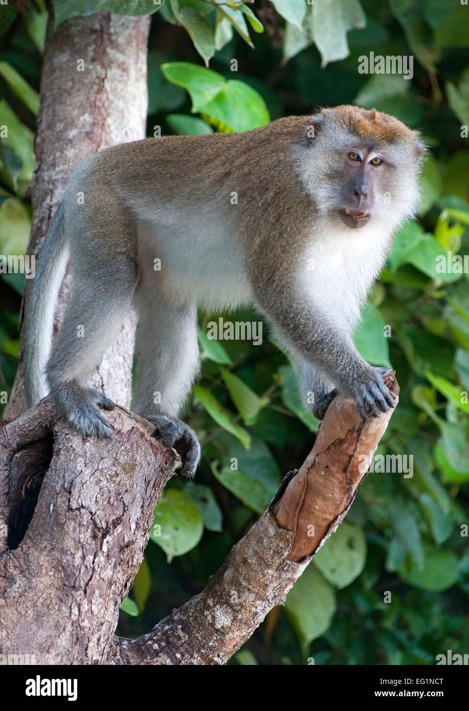 Long-tailed Macaque in Penang/Malaysia in Penang National Park. Stockfoto