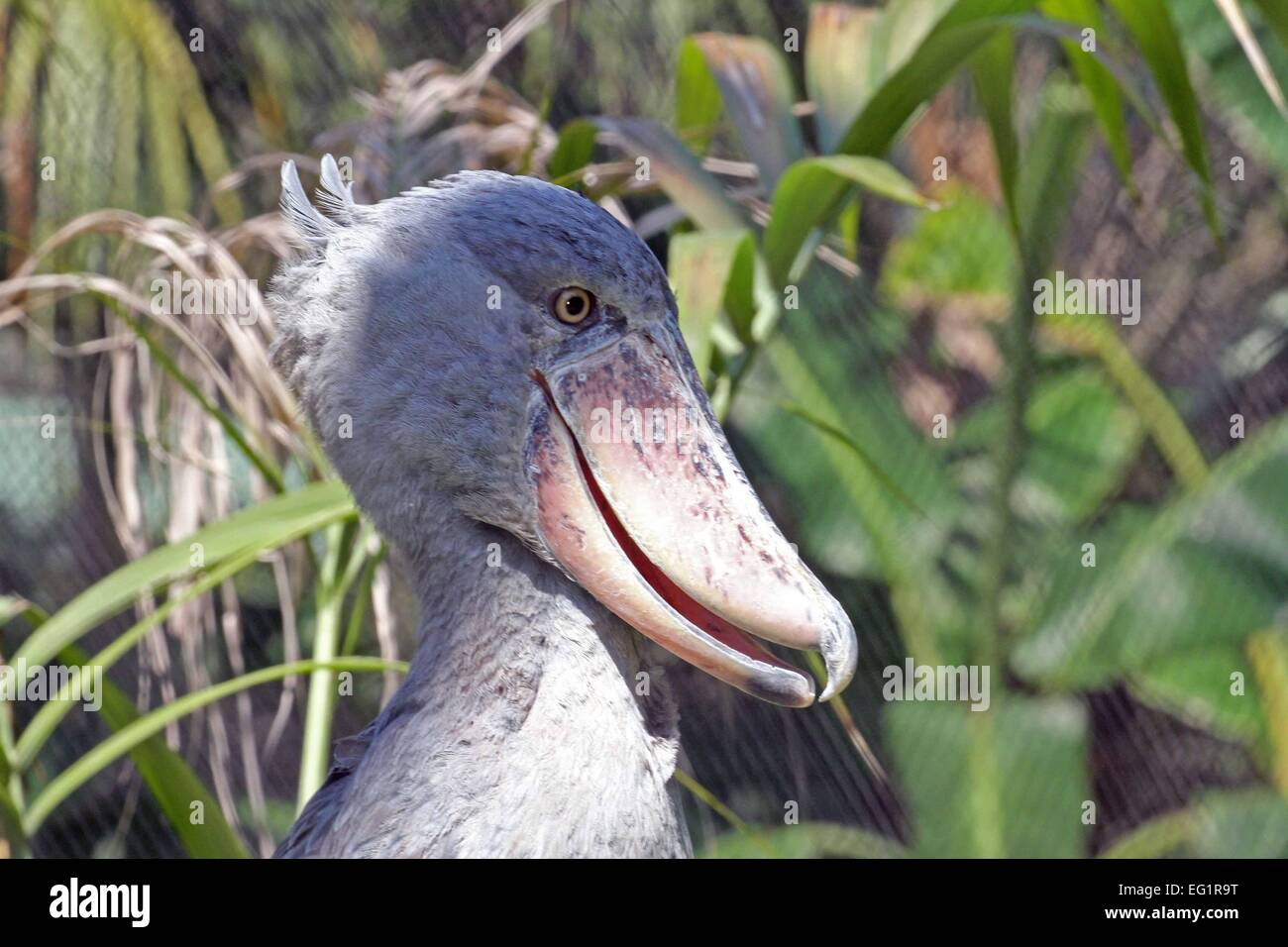 Houston Zoo.  Tiere in Gefangenschaft.  Houston, Texas, USA. Schuhschnabel Storch Stockfoto