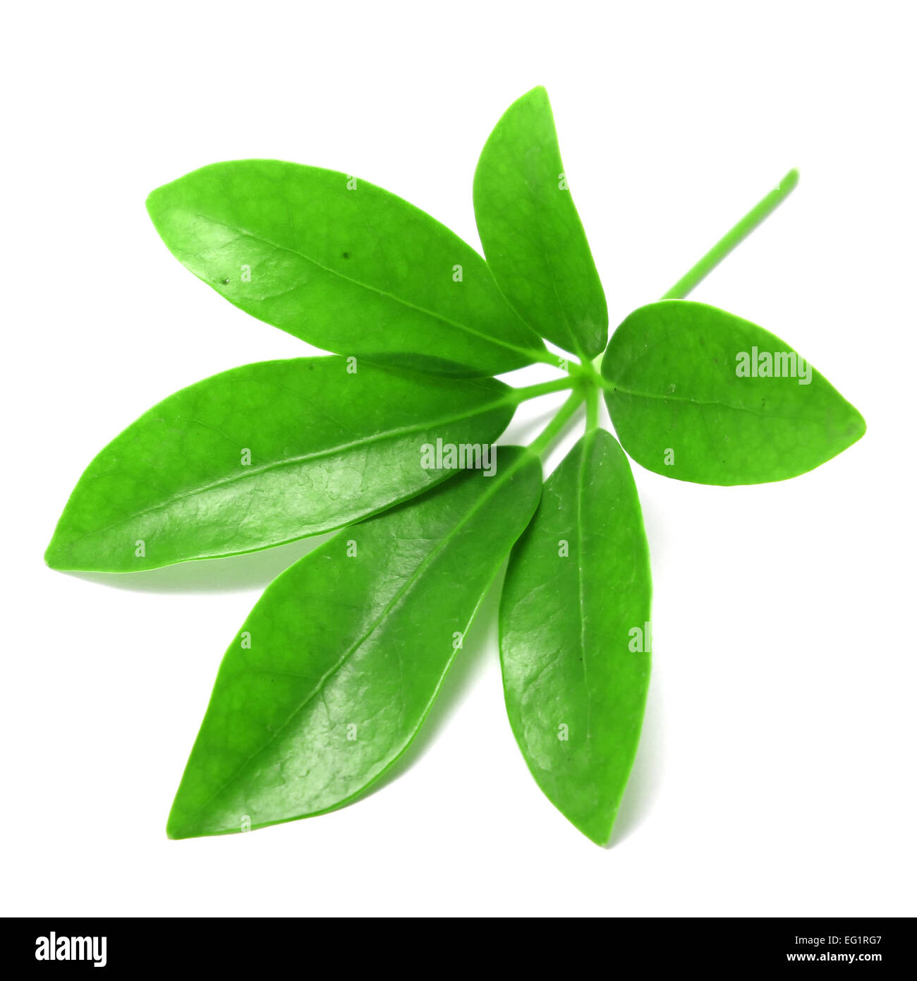 Schefflera Arboricola verlassen isolierten auf weißen Hintergrund Stockfoto