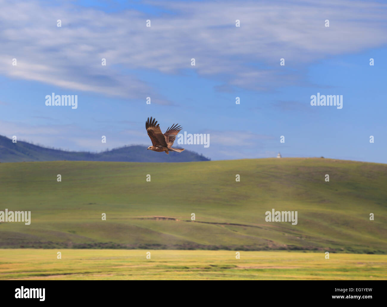 Habicht in der mongolischen Steppe, Mongolei Stockfoto