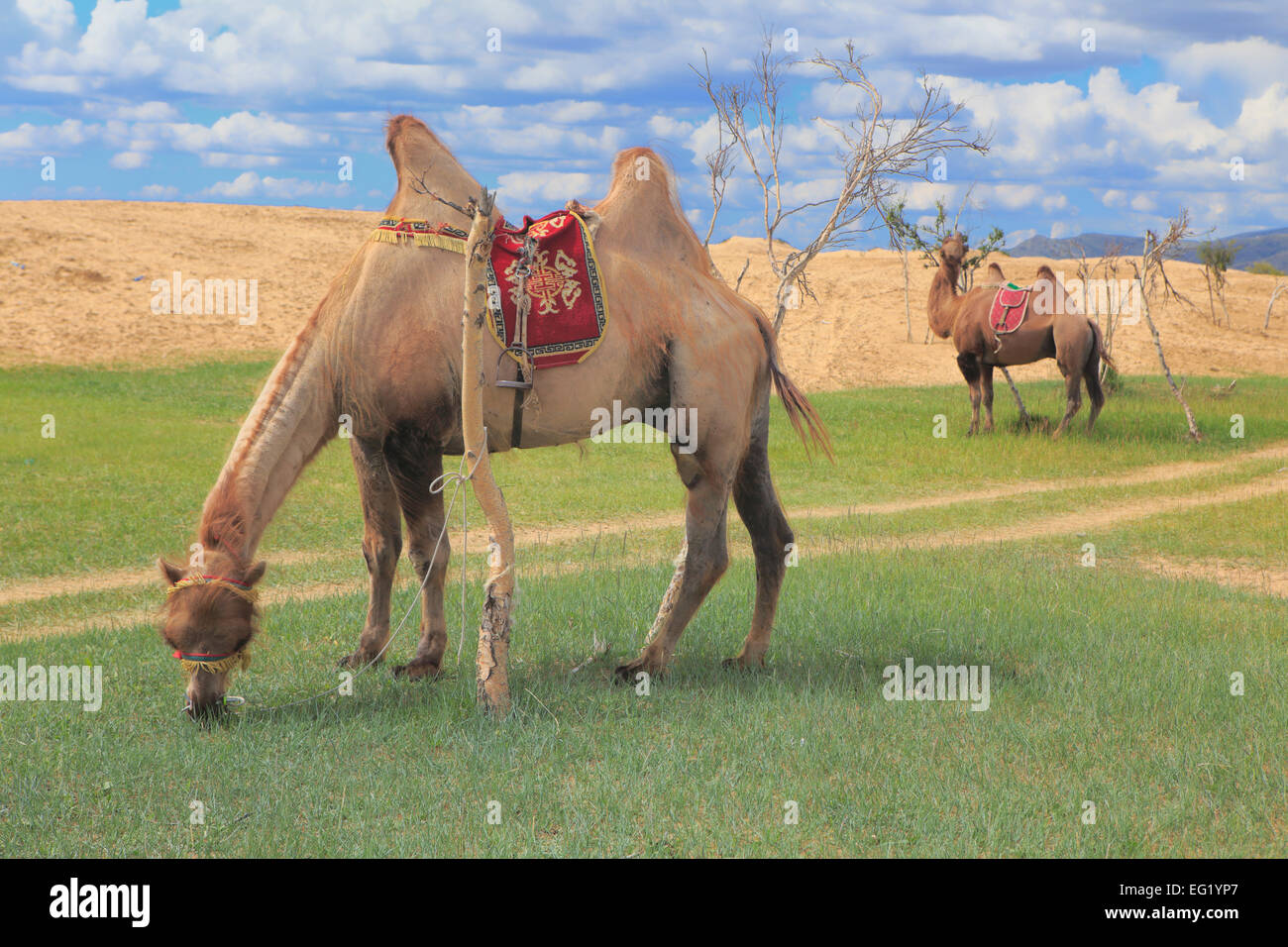 Mongol Els Sanddünen, Tov Provinz, Mongolei Stockfoto