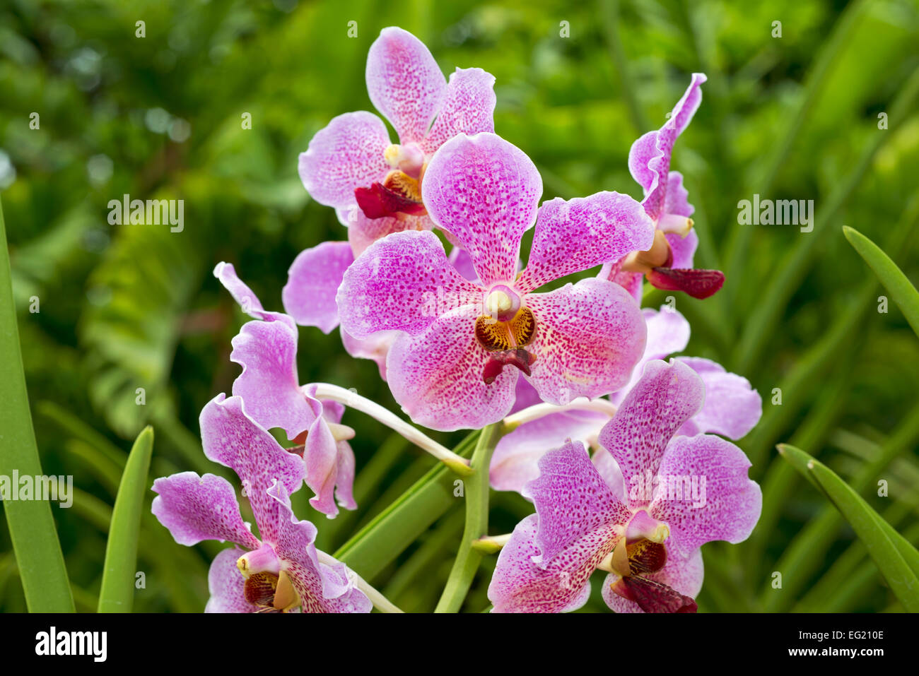 hell rosa Orchidee blüht in Singapur Botanischer Garten Stockfoto