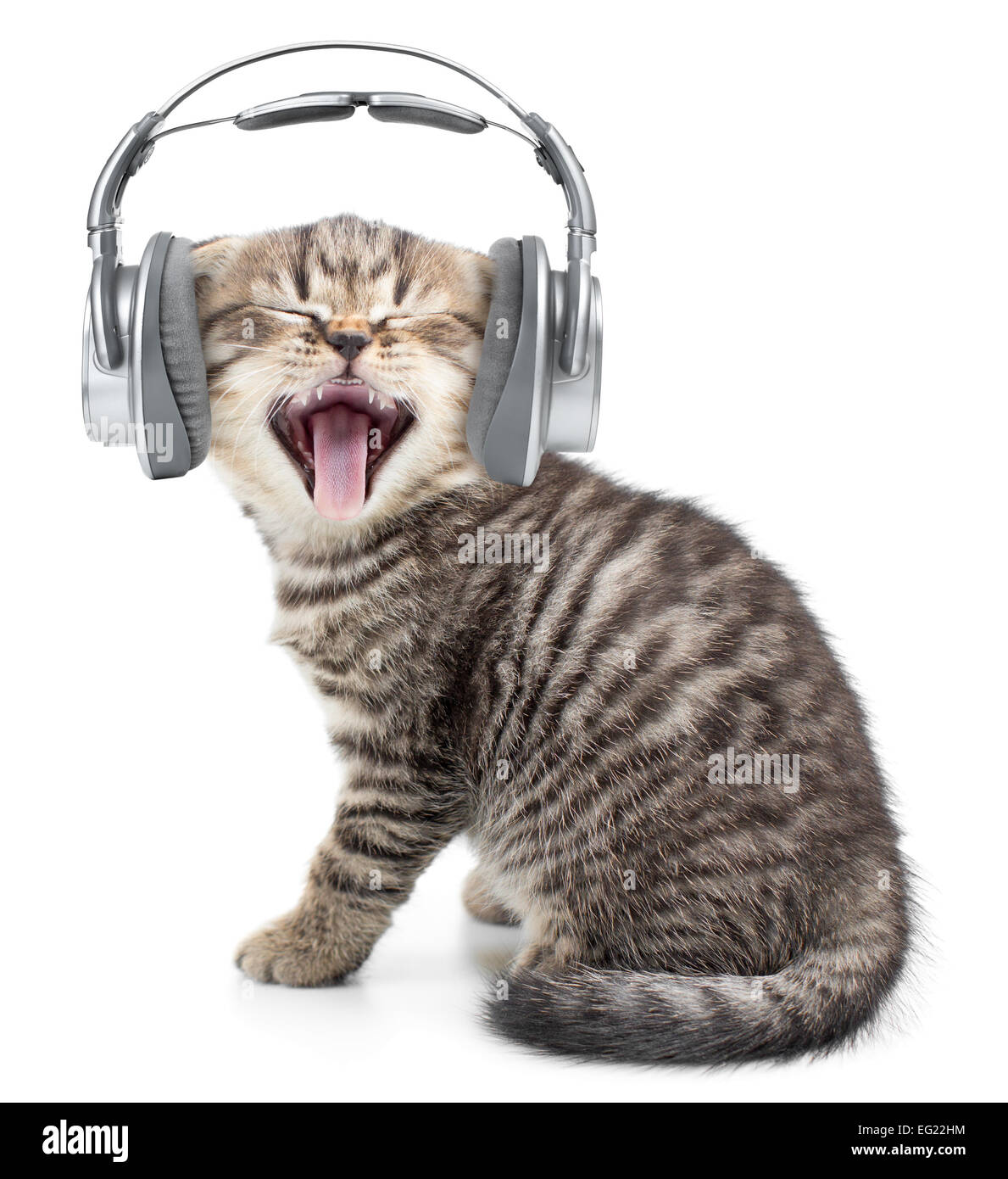 Lustige Katze oder Kätzchen singen im Kopfhörer Musik hören Stockfoto