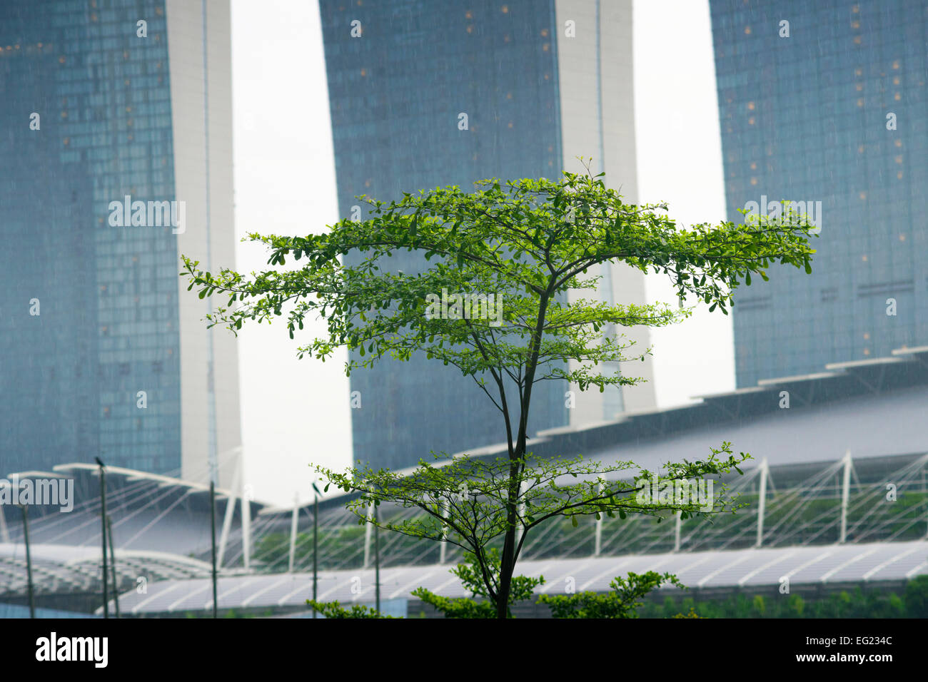 grüne frische Stadtbaum mit riesigen Wolkenkratzern auf Hintergrund in Singapur Stadt Stockfoto