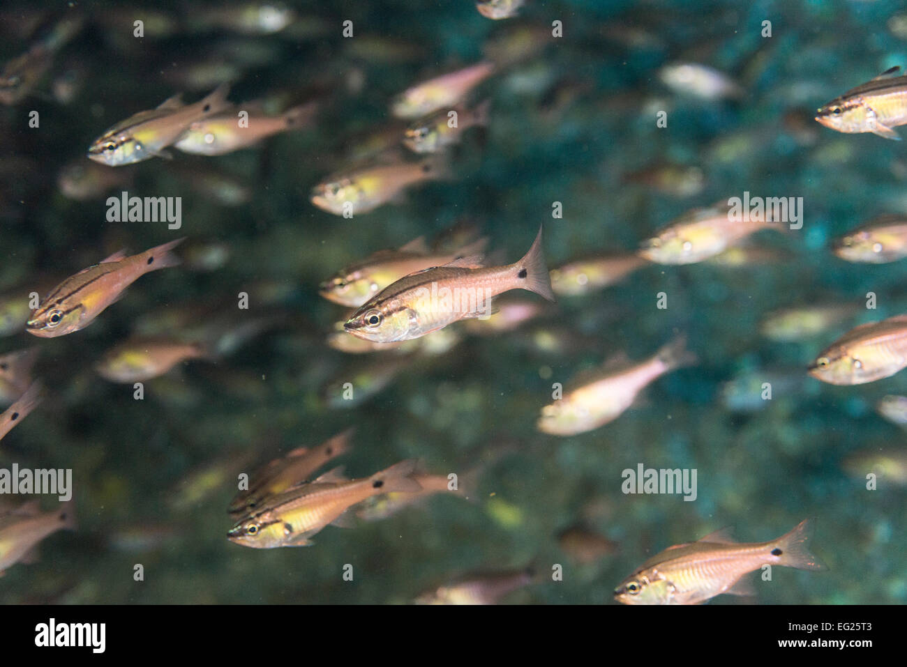 Schule der Hälfte gesäumten Kardinal （Apogon semilineatus). Hitotsuishi punkt Owase, Mie, Japan Stockfoto