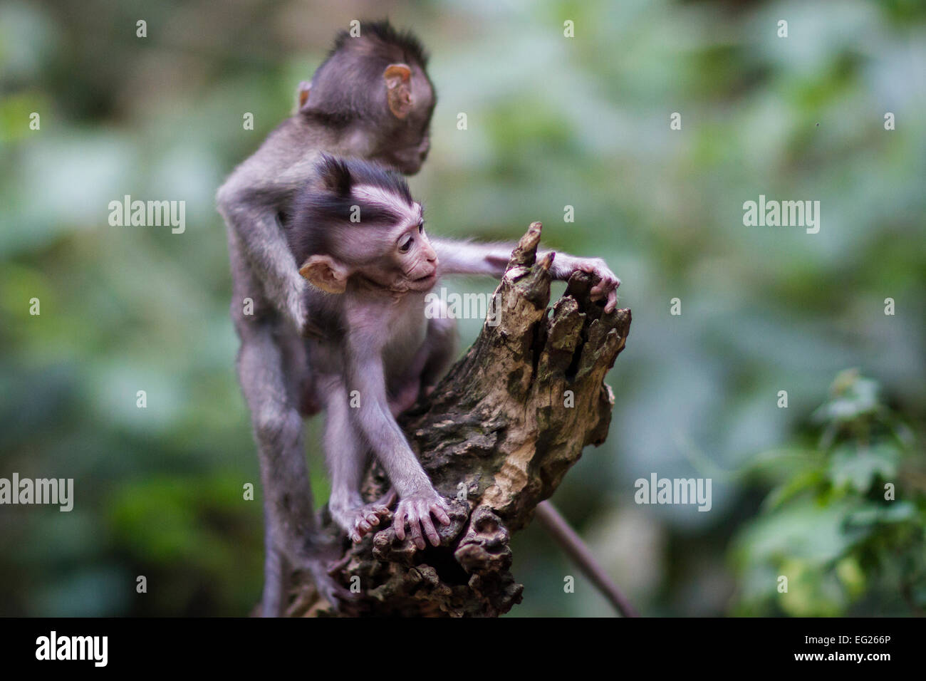 Ein paar von Baby-Makaken-Affen in Indonesien Stockfoto