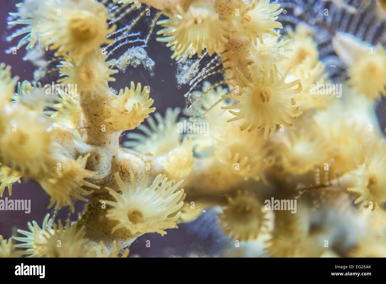 Parazoanthus Gracilis, Mourinho Punkt Owase Mie Japan. Stockfoto