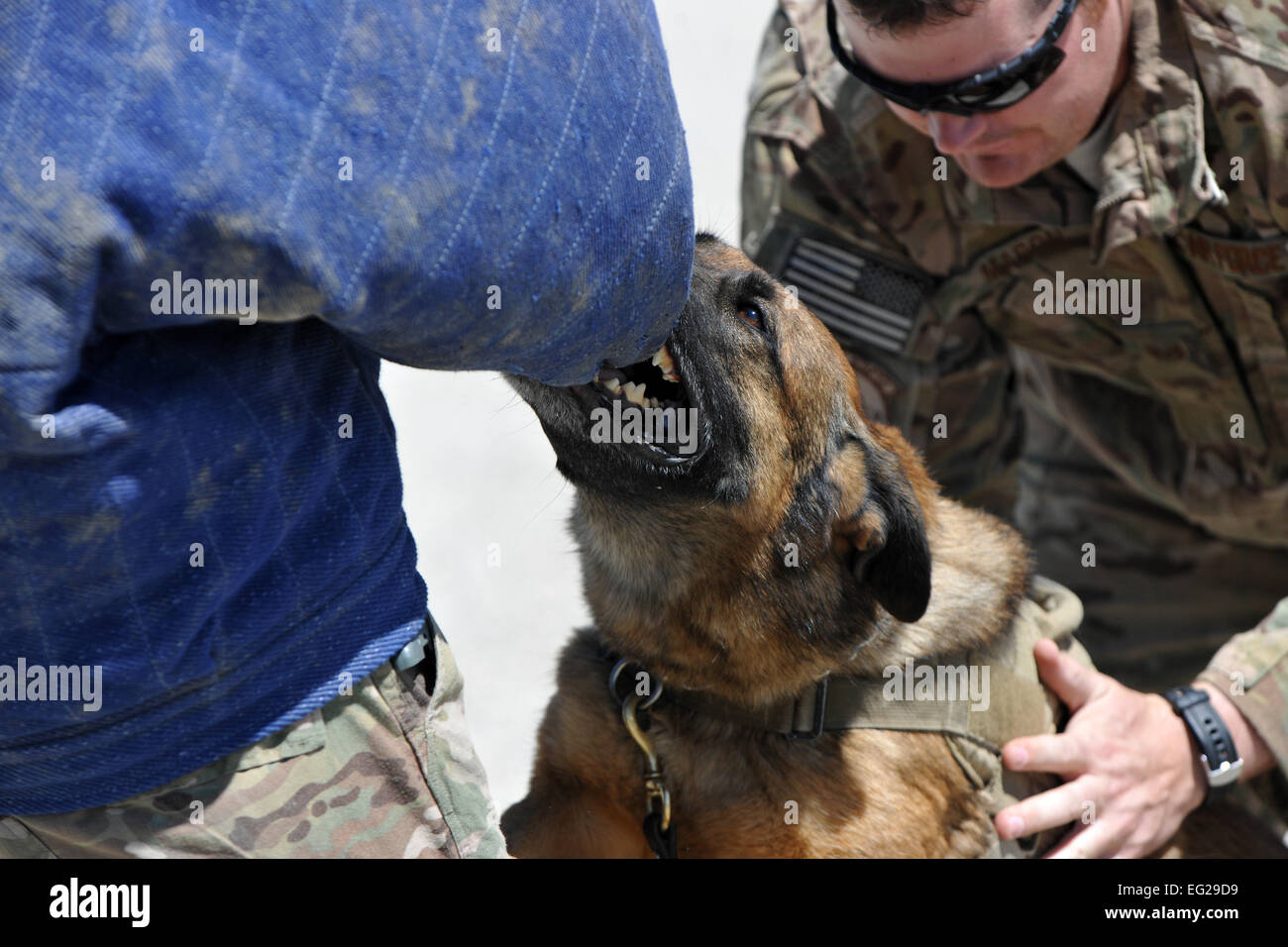 Staff Sgt Joshua Mason, kontrolliert 455. Expeditionary Sicherheit Kräfte Gruppe militärische Working Dog Handler, bereitgestellt von Wright-Patterson Air Force Base, Ohio und militärischer Arbeitshund Ruth durchführen Aggression Training bei Bagram Airfield, Afghanistan, 28. April 2013. Kontrollierte Aggression Training schafft Szenarien, in denen das MWD-Team auf eine verdächtige oder nicht identifizierte Person reagiert.  Senior Airman Chris Willis Stockfoto